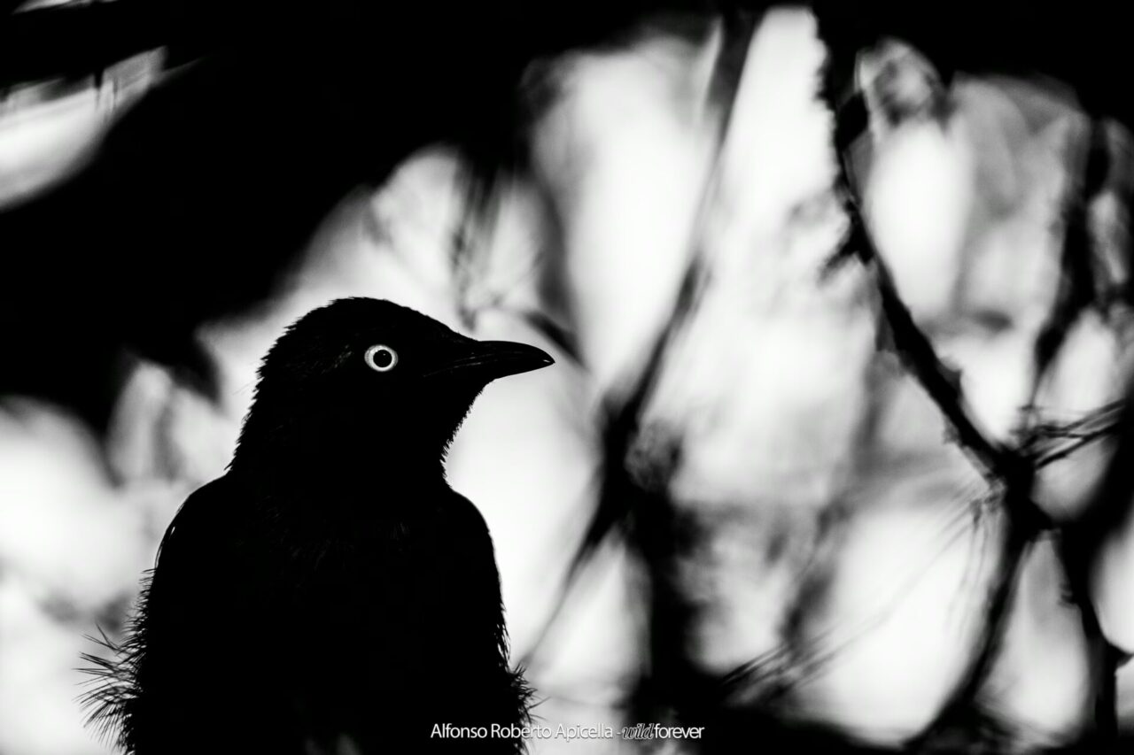 Alfonso - silhouette di un merlo in bianco e nero