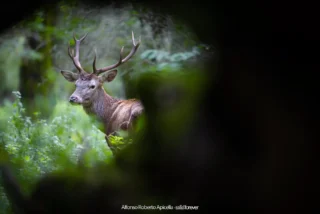 Fauna selvatica – foto di Alfonso Apicella (23)