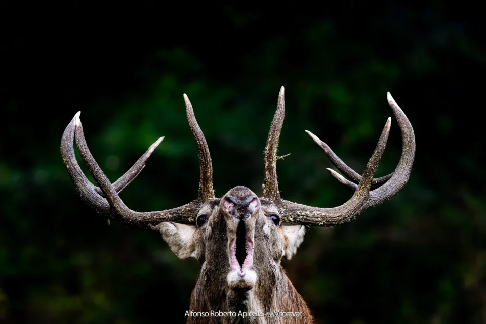 Fauna selvatica – foto di Alfonso Apicella (24)