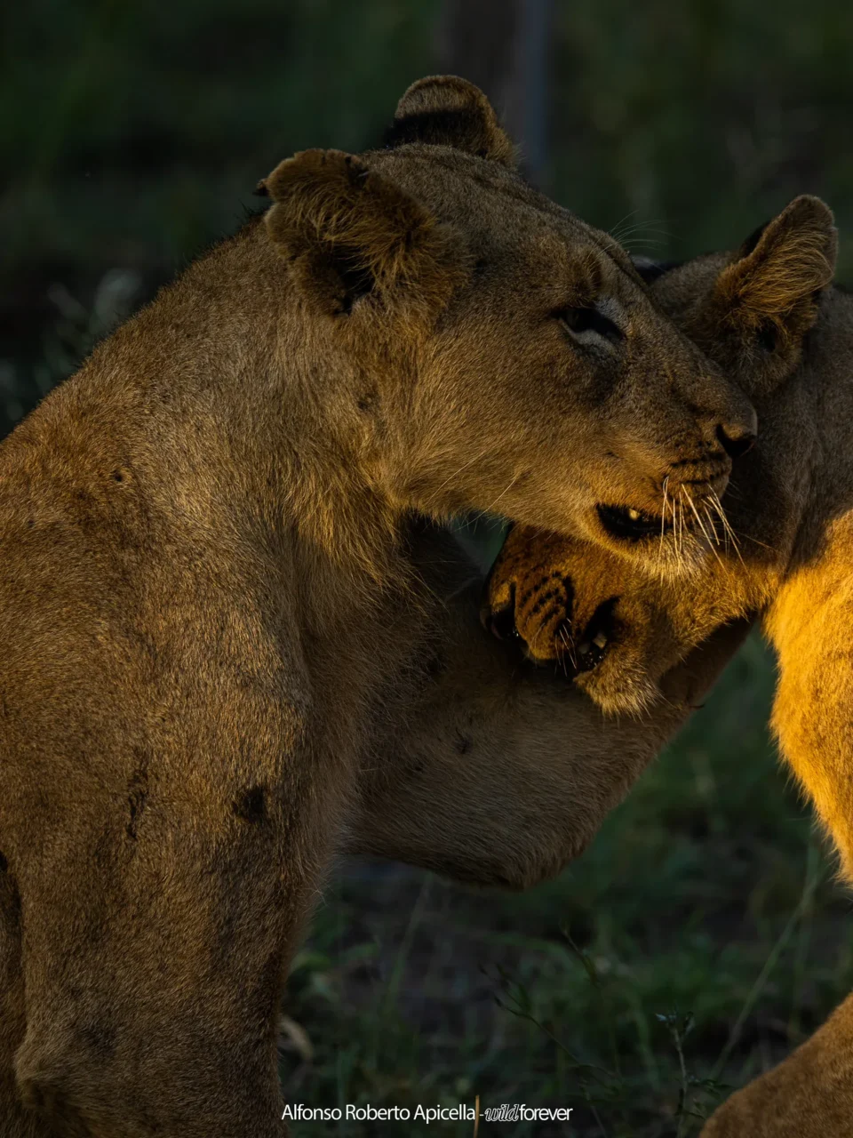 Fauna selvatica – foto di Alfonso Apicella (17)