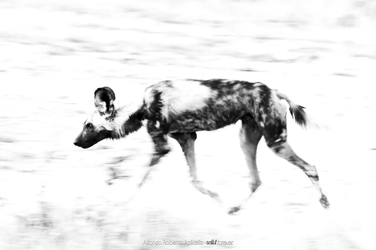 Fauna selvatica – foto di Alfonso Apicella (3)