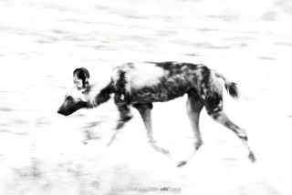 Fauna selvatica – foto di Alfonso Apicella (3)