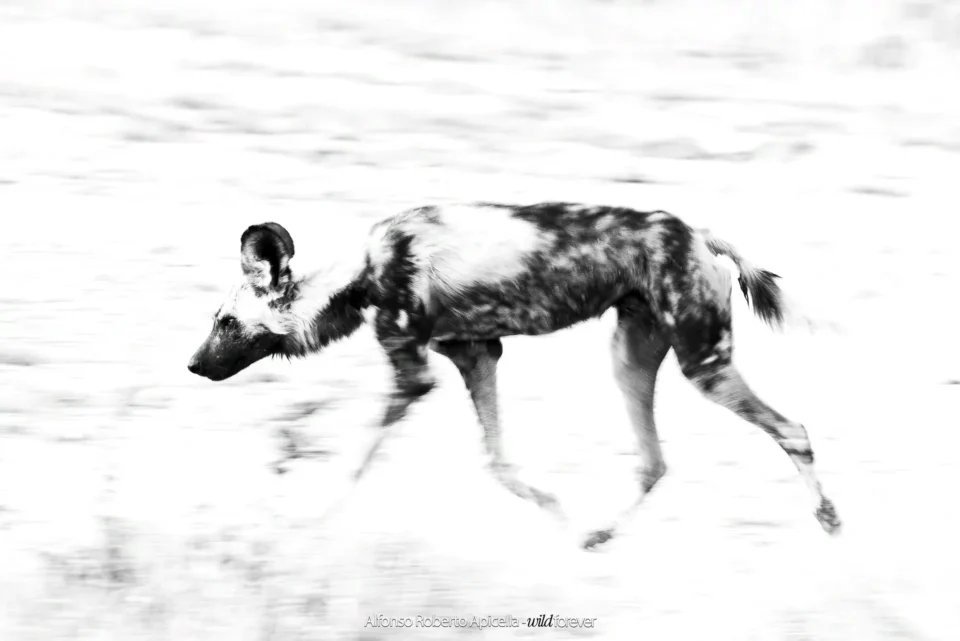 Fauna selvatica – foto di Alfonso Apicella (3)