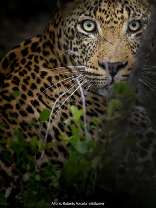 Fauna selvatica – foto di Alfonso Apicella (6)