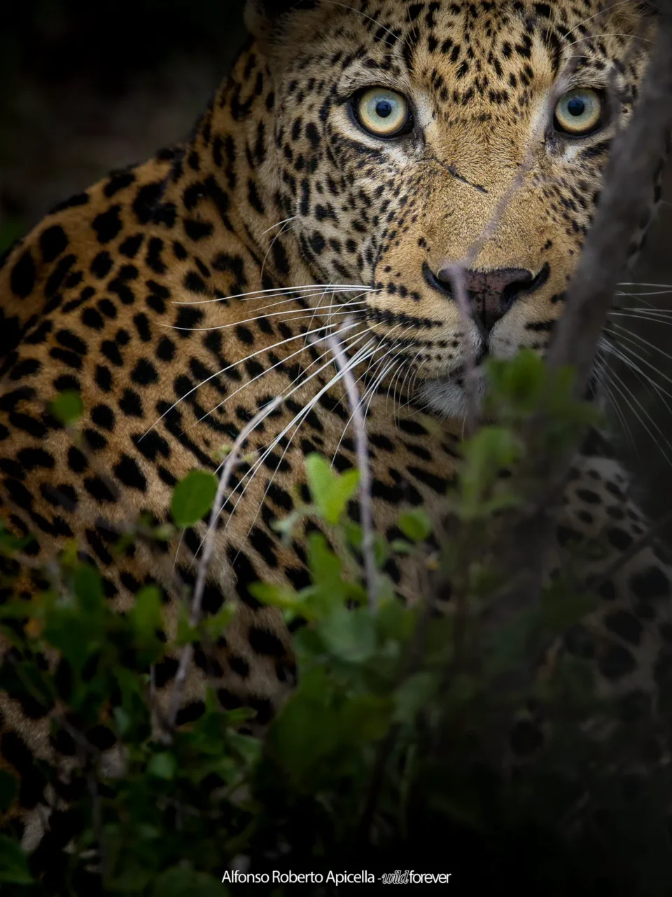 Fauna selvatica – foto di Alfonso Apicella (6)