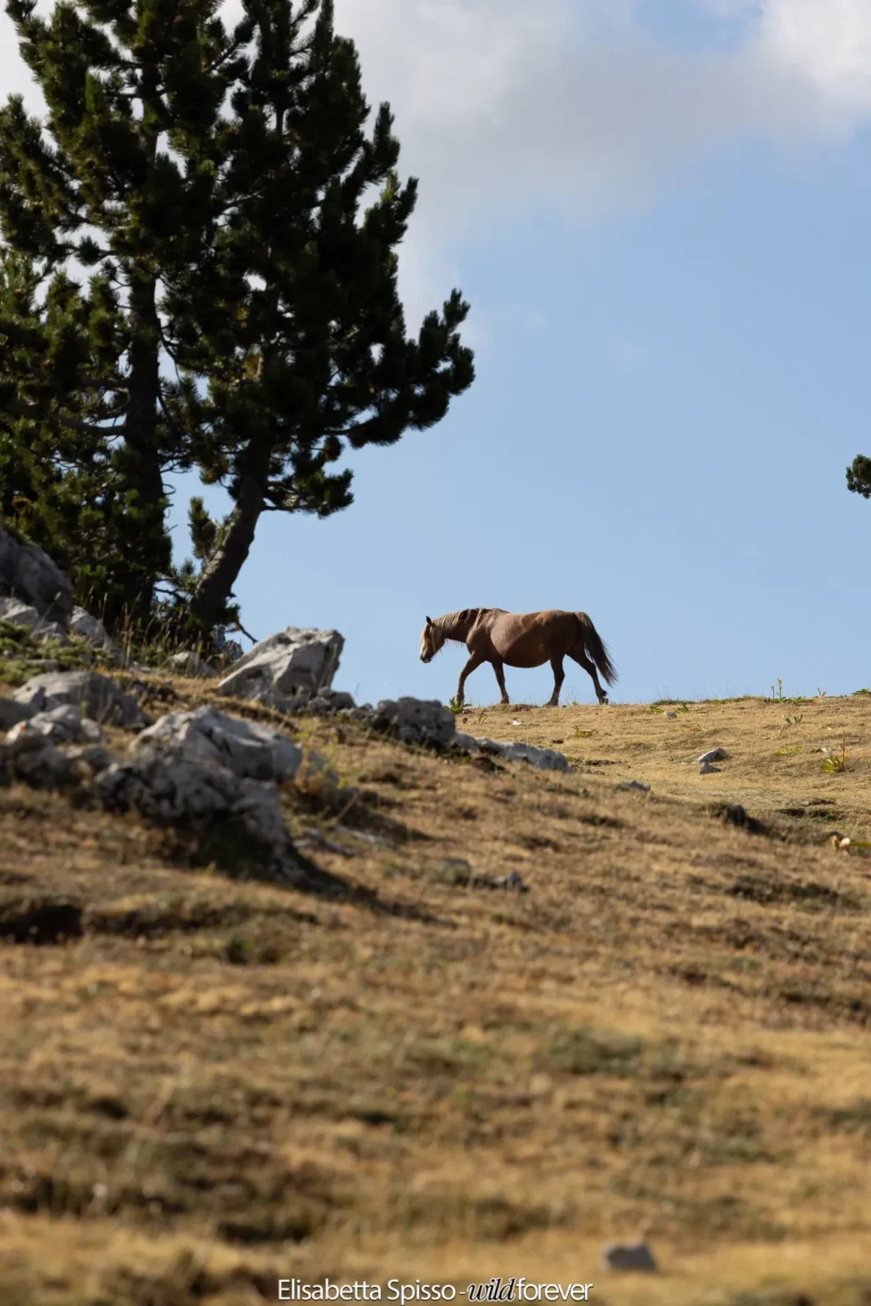 Parco nazionale del Pollino – fotografia di Elisabetta Spisso