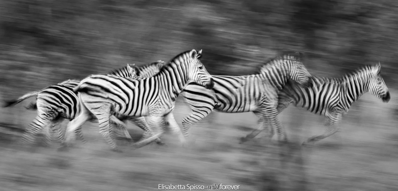 Bianco e nero – fotografia di Elisabetta Spisso