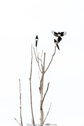 Uccelli – fotografia di Elisabetta Spisso