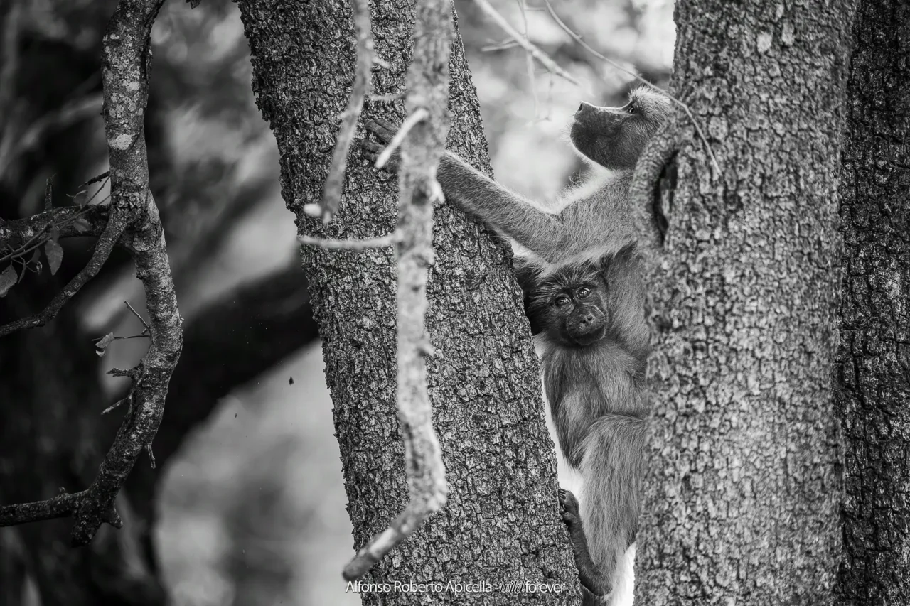 Fauna selvatica – foto di Alfonso Apicella (16)