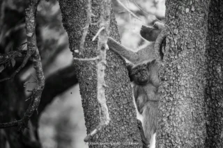 Fauna selvatica – foto di Alfonso Apicella (16)