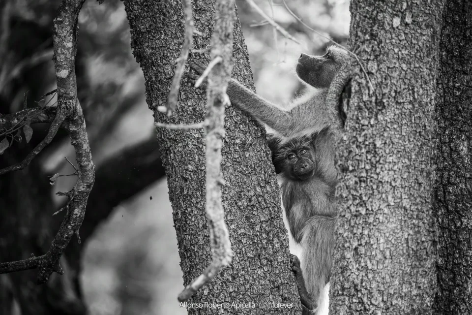 Fauna selvatica – foto di Alfonso Apicella (16)