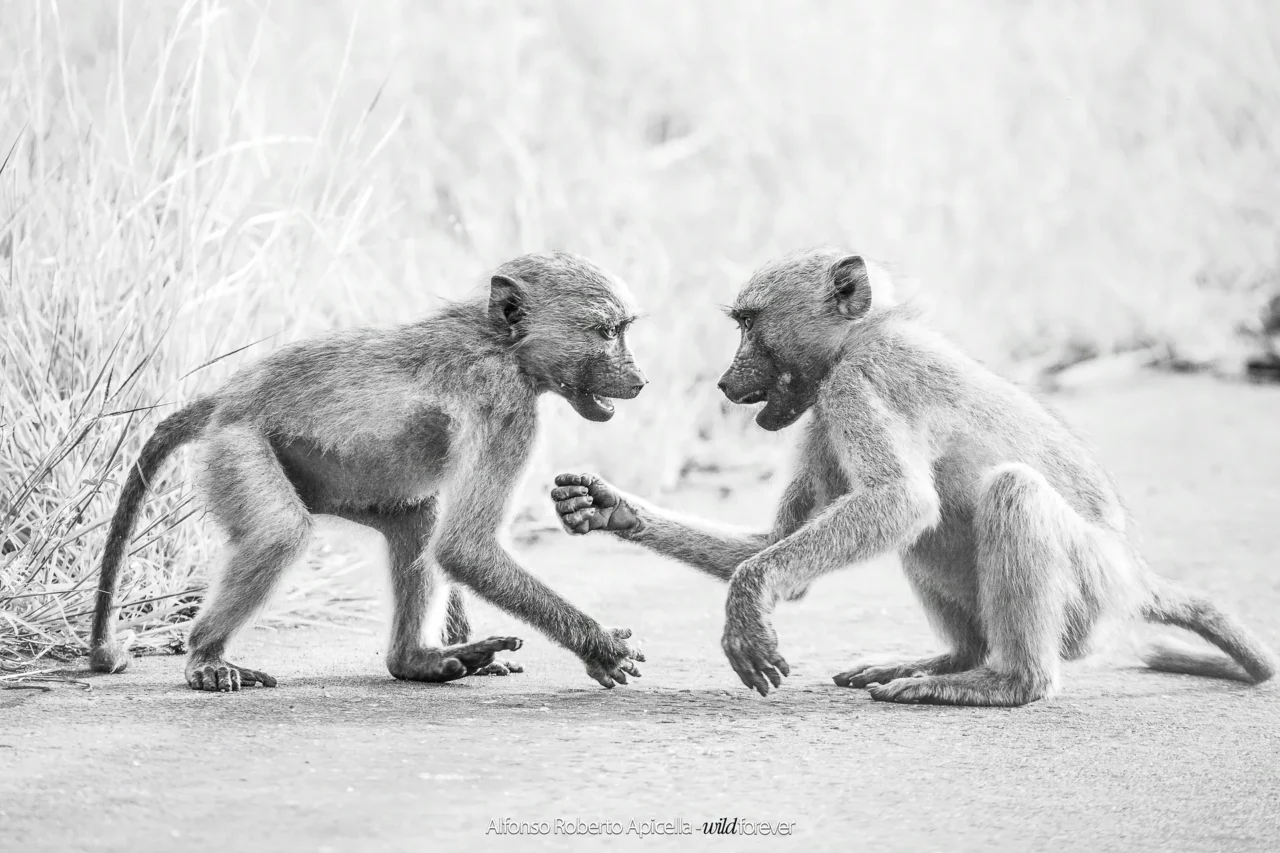 Fauna selvatica – foto di Alfonso Apicella (21)