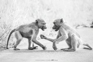 Fauna selvatica – foto di Alfonso Apicella (21)