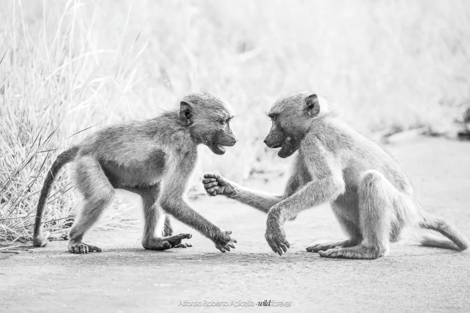 Fauna selvatica – foto di Alfonso Apicella (21)