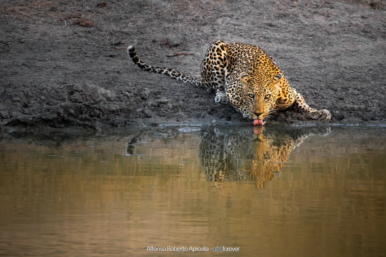 Fauna selvatica – foto di Alfonso Apicella (19)