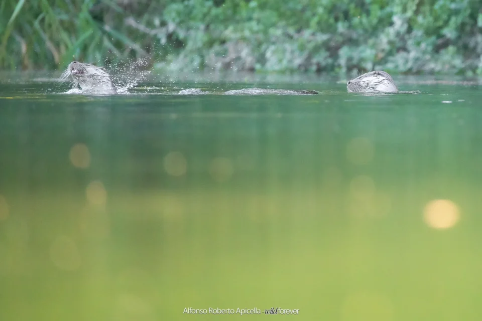 Fauna selvatica – foto di Alfonso Apicella (7)