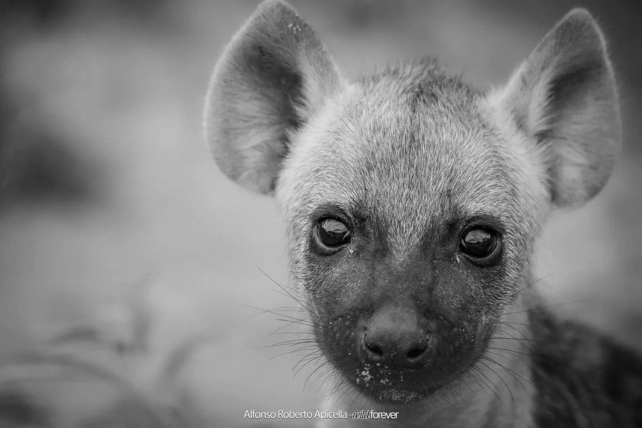 Fauna selvatica – foto di Alfonso Apicella (18)
