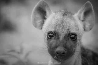 Fauna selvatica – foto di Alfonso Apicella (18)