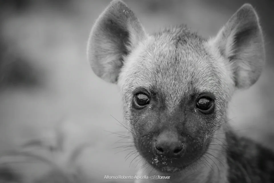 Fauna selvatica – foto di Alfonso Apicella (18)