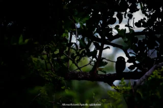 Uccelli – foto di Alfonso Apicella (19)