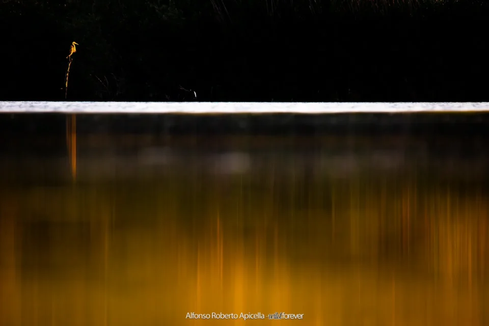 Uccelli – foto di Alfonso Apicella (22)