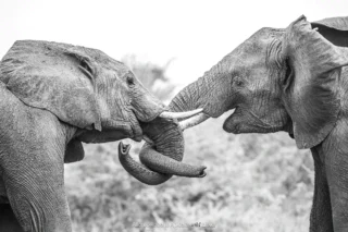 Fauna selvatica – foto di Alfonso Apicella (2)
