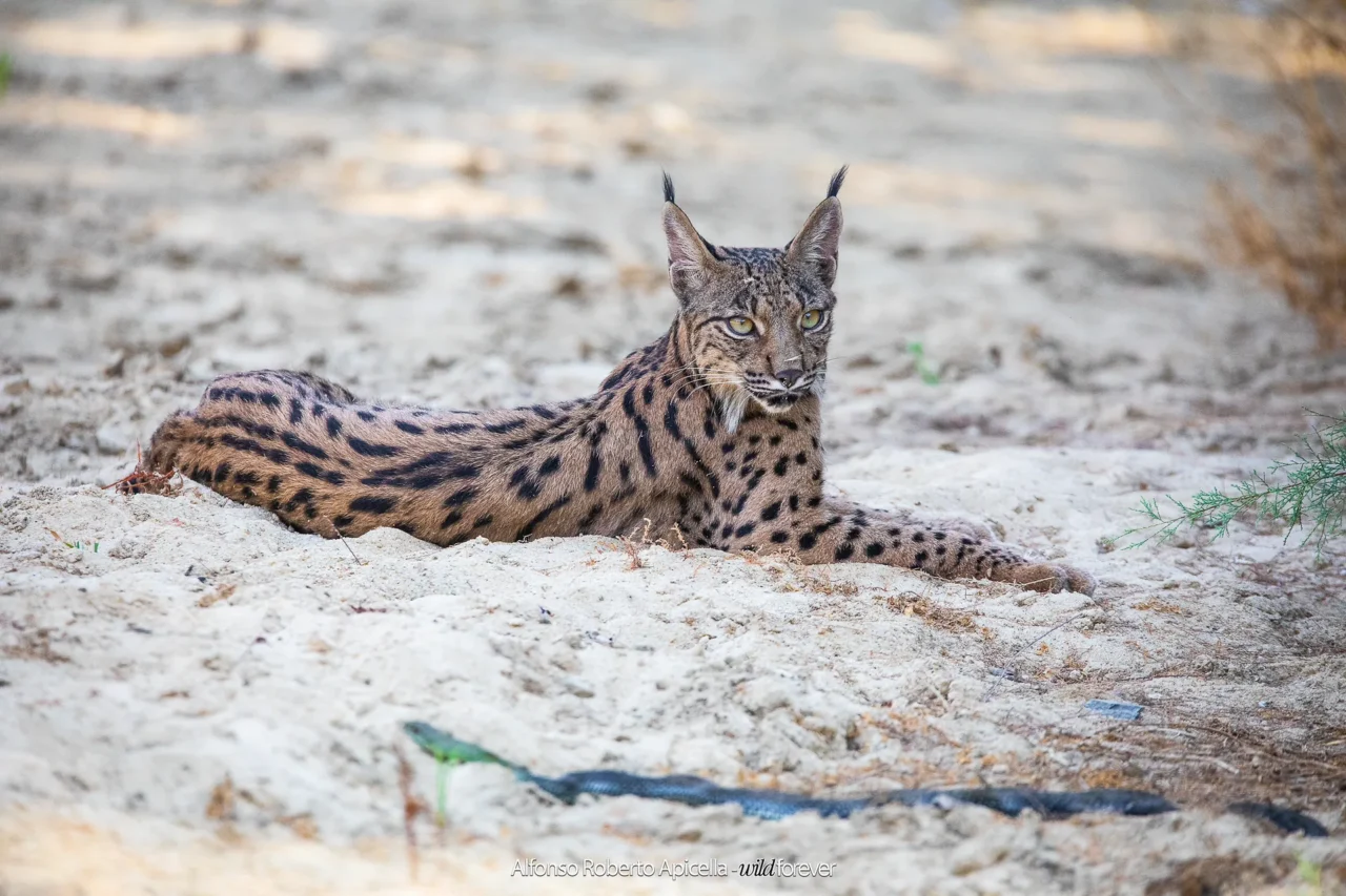 Fauna selvatica – foto di Alfonso Apicella (13)