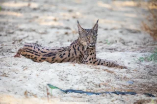 Fauna selvatica – foto di Alfonso Apicella (13)