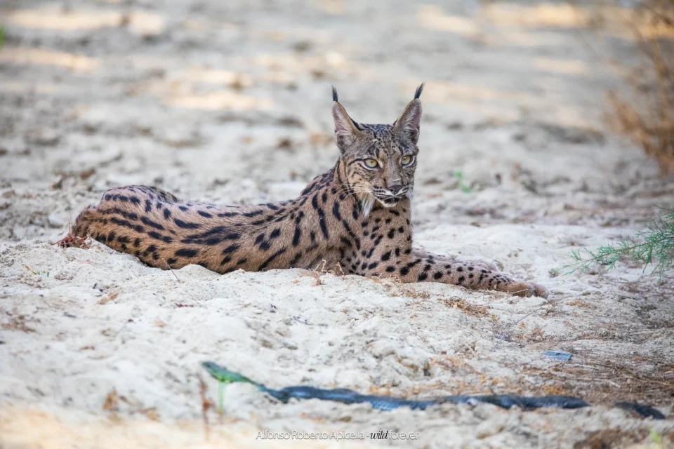 Fauna selvatica – foto di Alfonso Apicella (13)