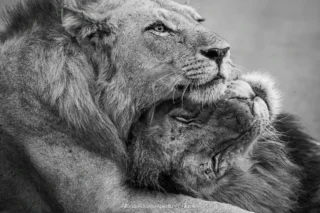 Fauna selvatica – foto di Alfonso Apicella (10)