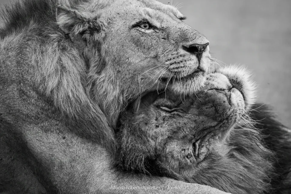 Fauna selvatica – foto di Alfonso Apicella (10)
