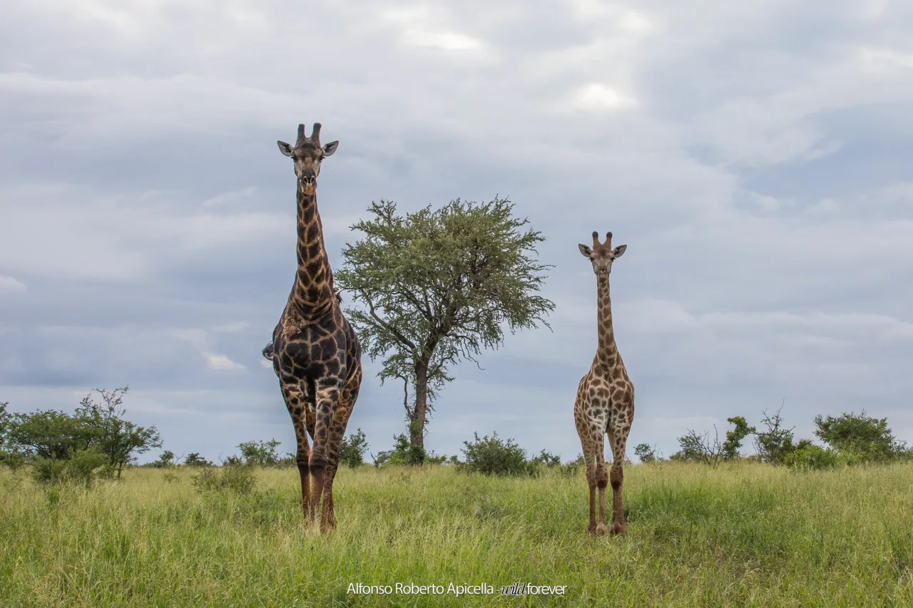 Fauna selvatica – foto di Alfonso Apicella (14)