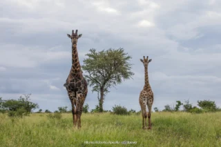 Fauna selvatica – foto di Alfonso Apicella (14)