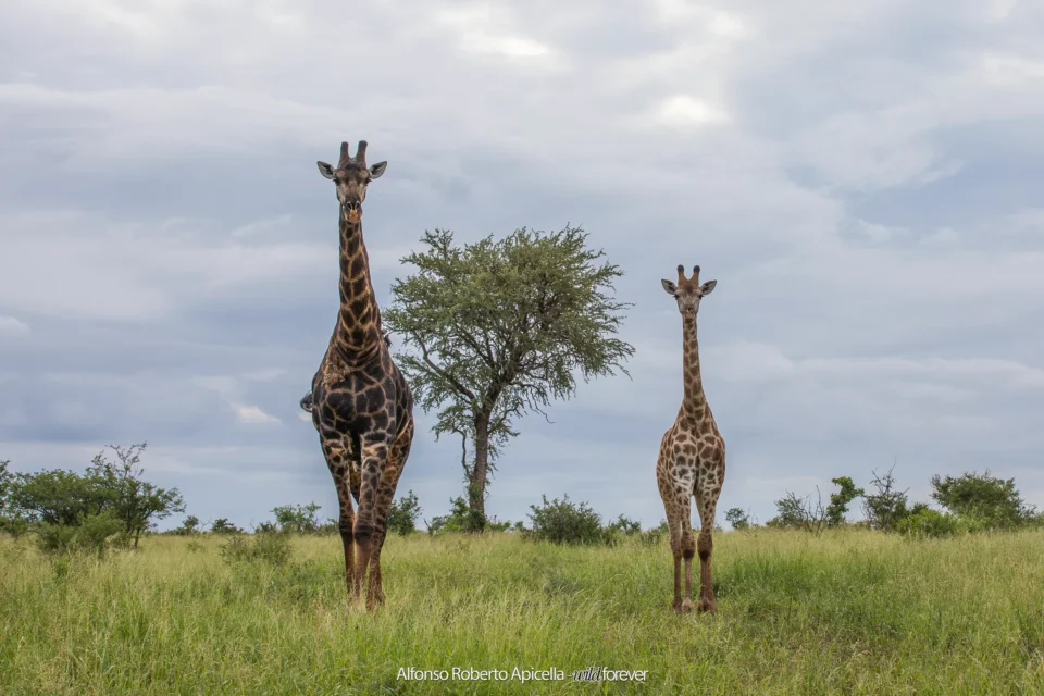 Fauna selvatica – foto di Alfonso Apicella (14)