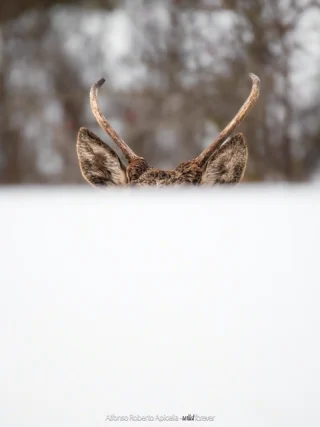 Fauna selvatica – foto di Alfonso Apicella (12)