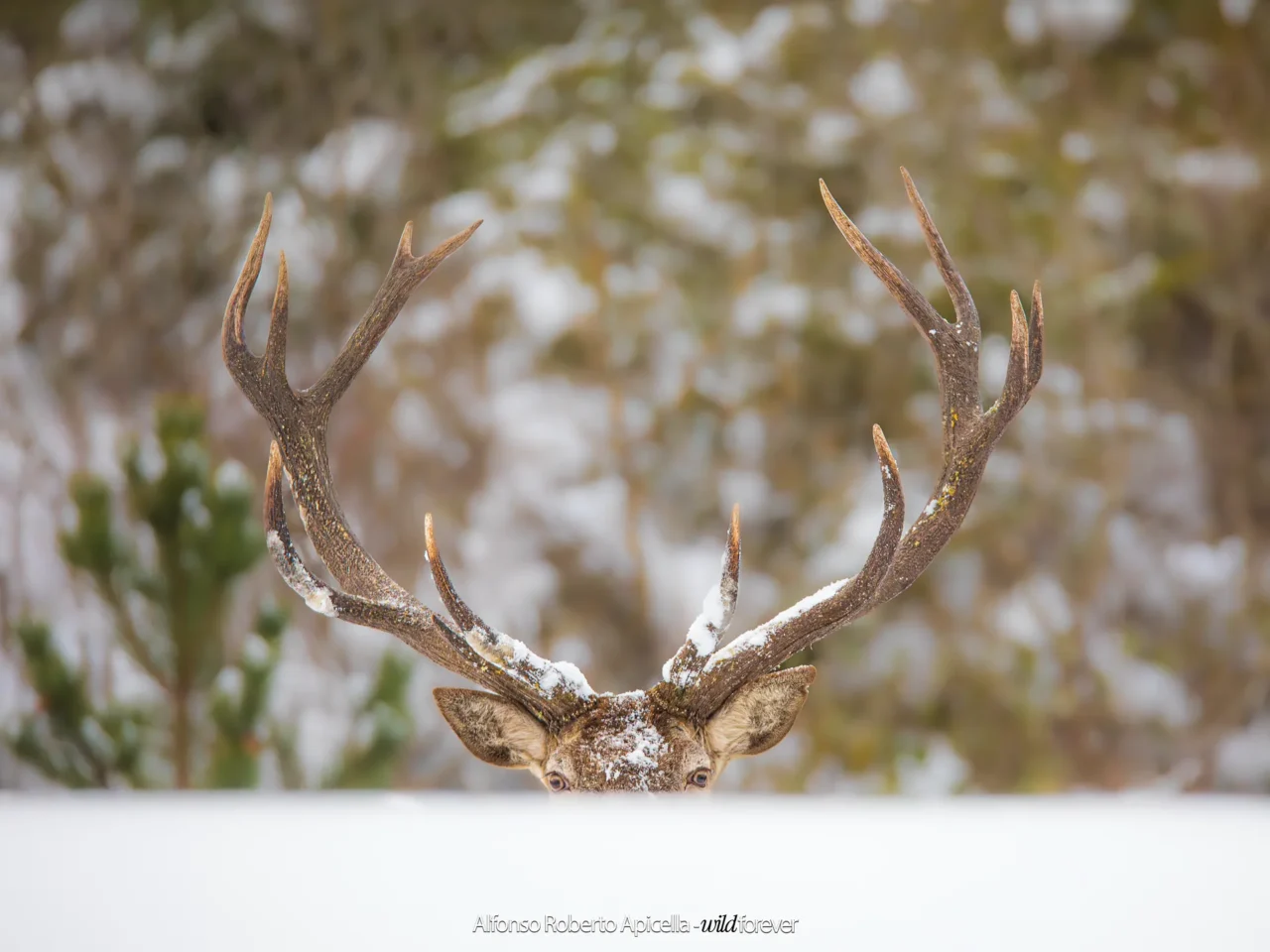 Fauna selvatica – foto di Alfonso Apicella (11)