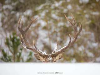 Fauna selvatica – foto di Alfonso Apicella (11)