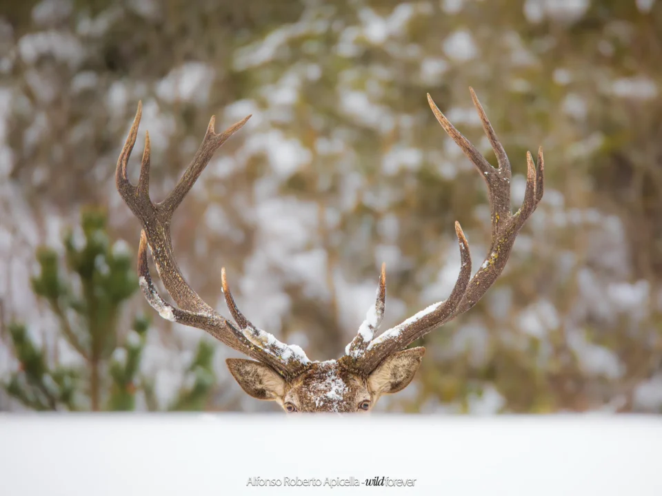 Fauna selvatica – foto di Alfonso Apicella (11)