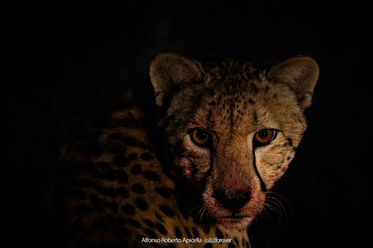 Fauna selvatica – foto di Alfonso Apicella (1)