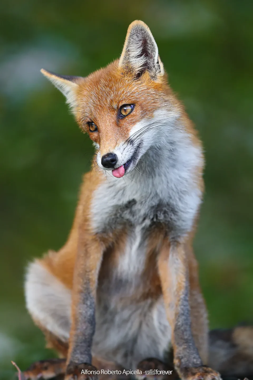 Fauna selvatica – foto di Alfonso Apicella (40)