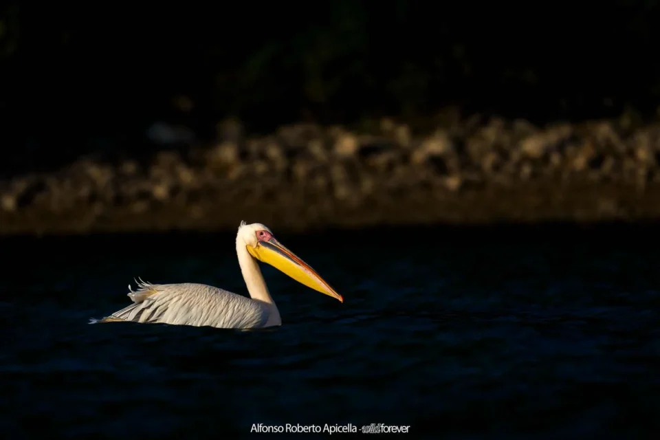 Pellicano riccio nuota in controluce sul Lago Kerkini, in Grecia, settembre 2026