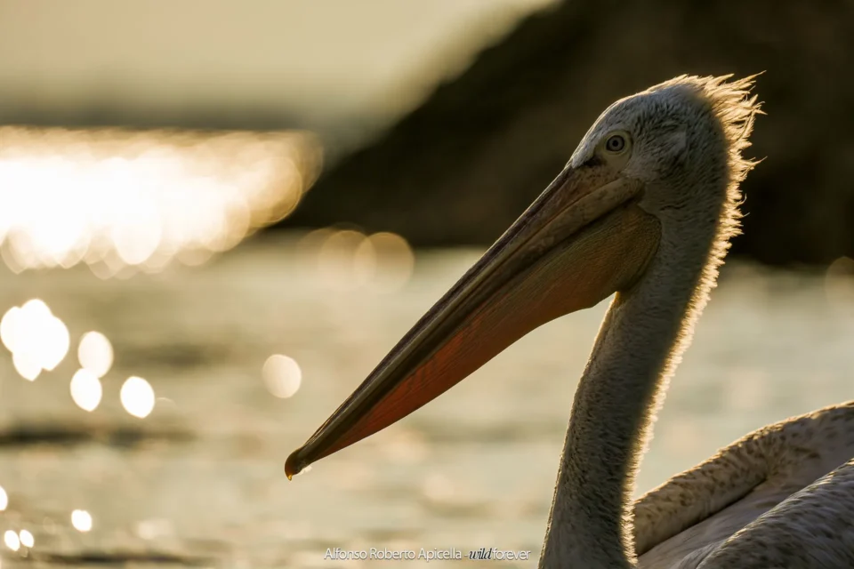 Dettaglio del becco di un pellicano riccio con una goccia d'acqua, Lago Kerkini, Grecia