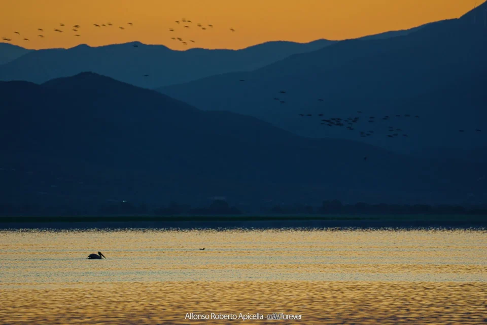 Stormi in volo al tramonto sopra il Lago Kerkini, in Grecia, settembre 2026