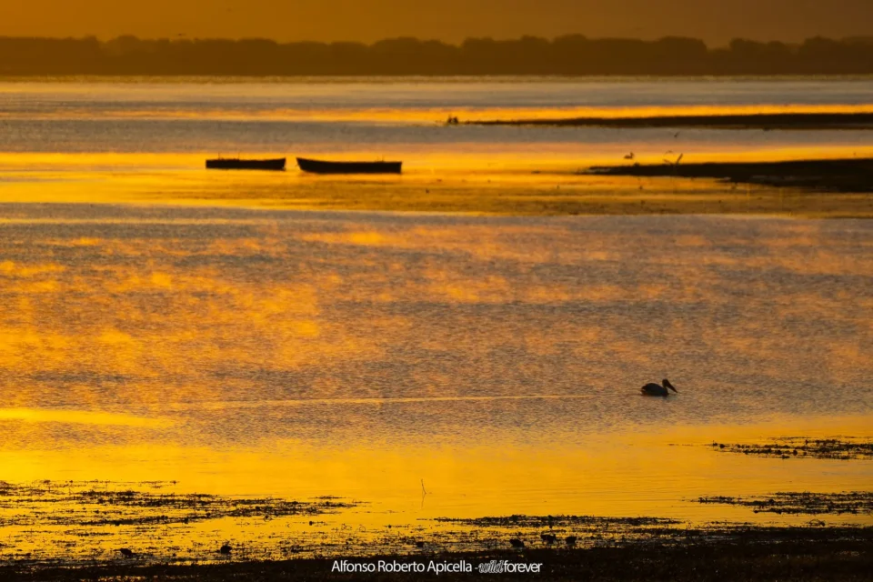Tramonto dorato sul Lago Kerkini, in Grecia, con barche da pesca e un pellicano