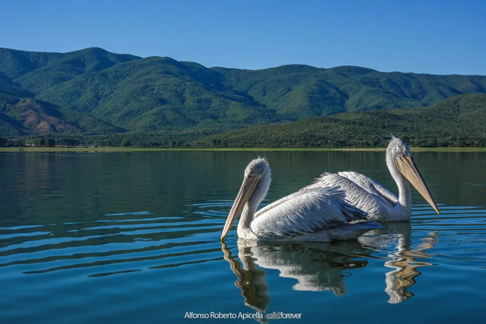 Due pellicani ricci nuotano sul Lago Kerkini, in Grecia, settembre 2026