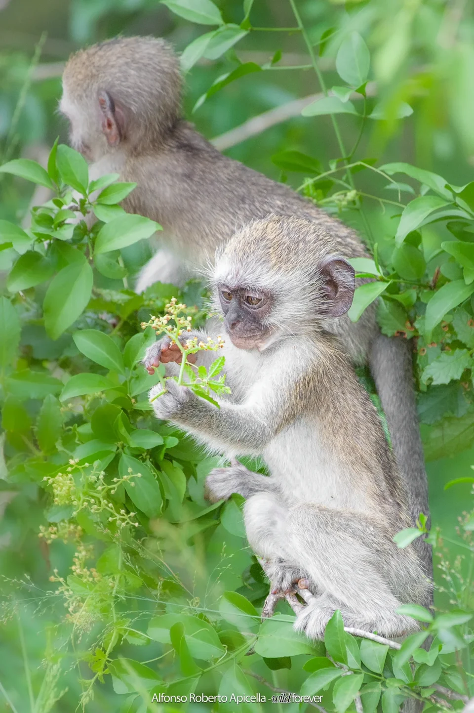 Fauna selvatica – foto di Alfonso Apicella (25)