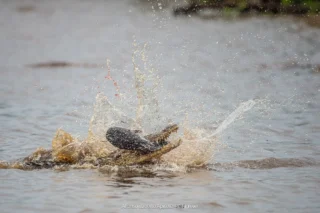 Fauna selvatica – foto di Alfonso Apicella (26)