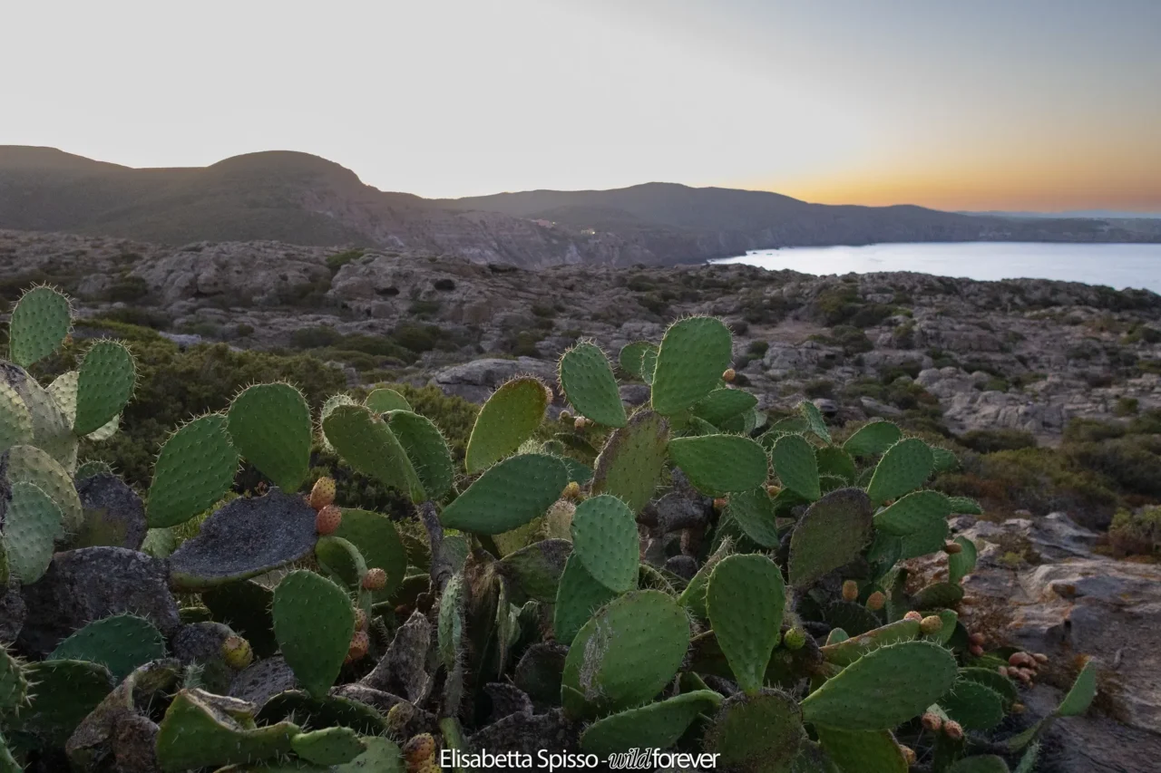 Sardegna – fotografia di Elisabetta Spisso
