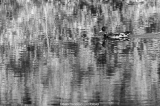 Bianco e nero – fotografia di Elisabetta Spisso