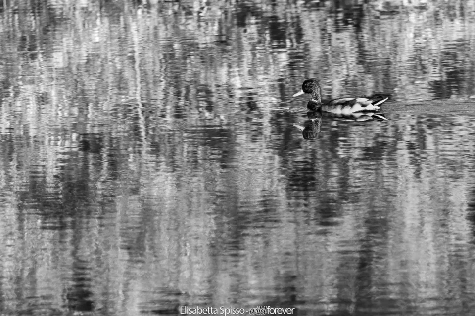 Bianco e nero – fotografia di Elisabetta Spisso
